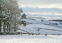 Snowy view 1